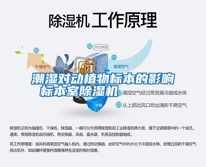 潮濕對動植物標本的影響 標本室除濕機