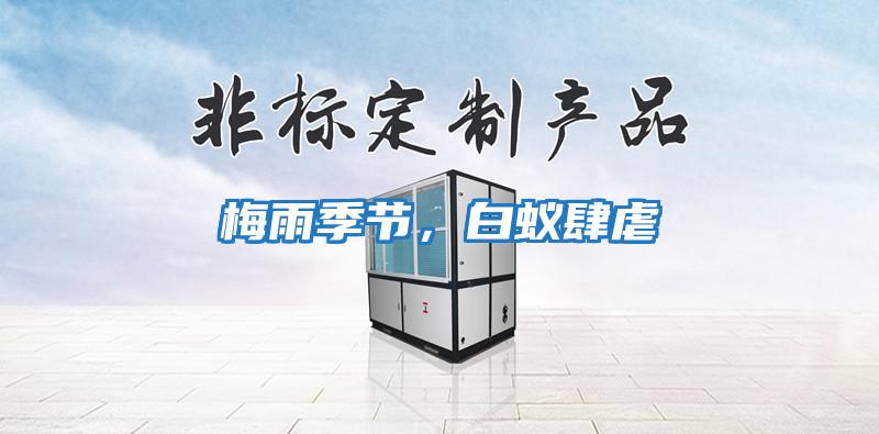 梅雨季節，白蟻肆虐
