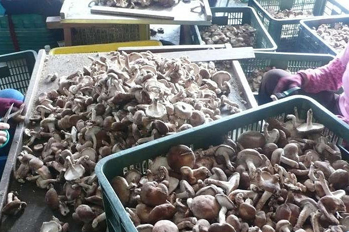 香菇烘干機專注蘑菇低成本智能烘干！_重復