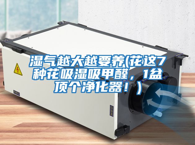 濕氣越大越要養(yǎng)(花這7種花吸濕吸甲醛，1盆頂個(gè)凈化器！)